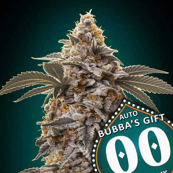 00 Seeds Autoflorecientes