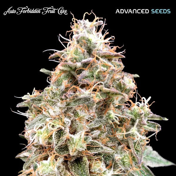 Advanced Seeds Autoflorecientes