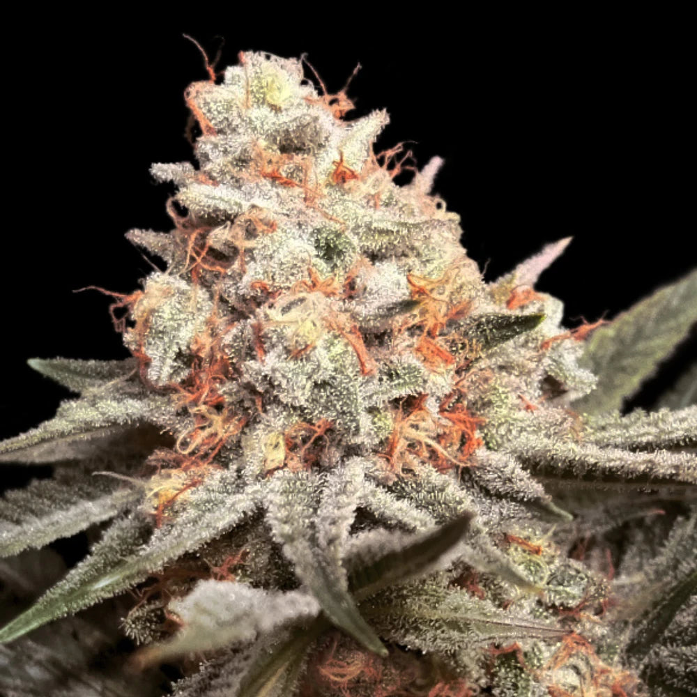 00 Seeds