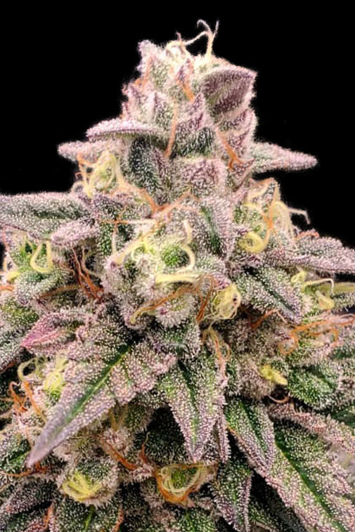 Advanced Seeds