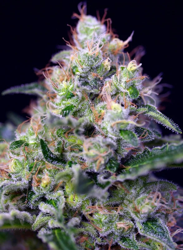 Sweet Seeds