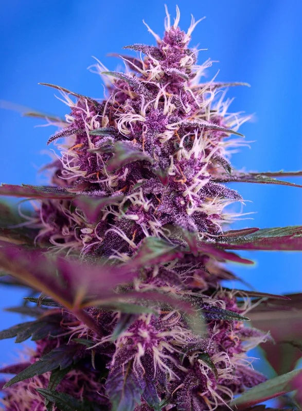 Sweet Seeds Autoflorecientes