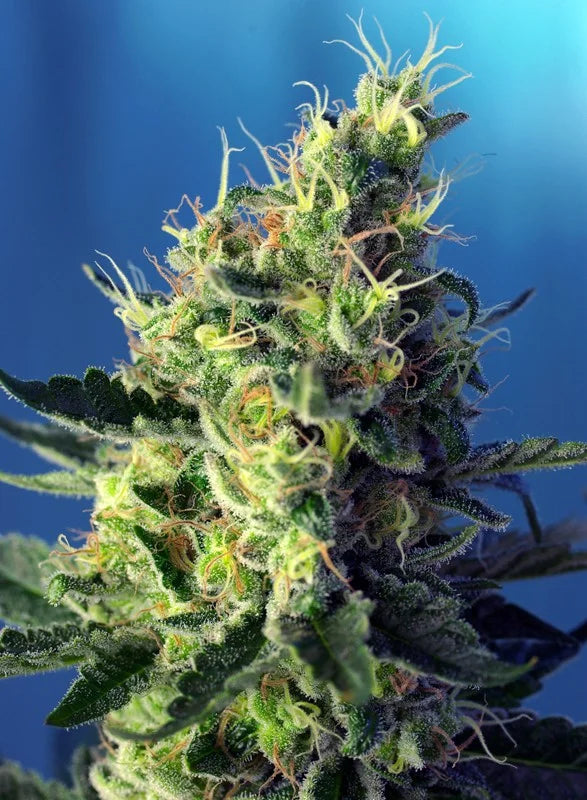 Semillas Feminizadas CBD