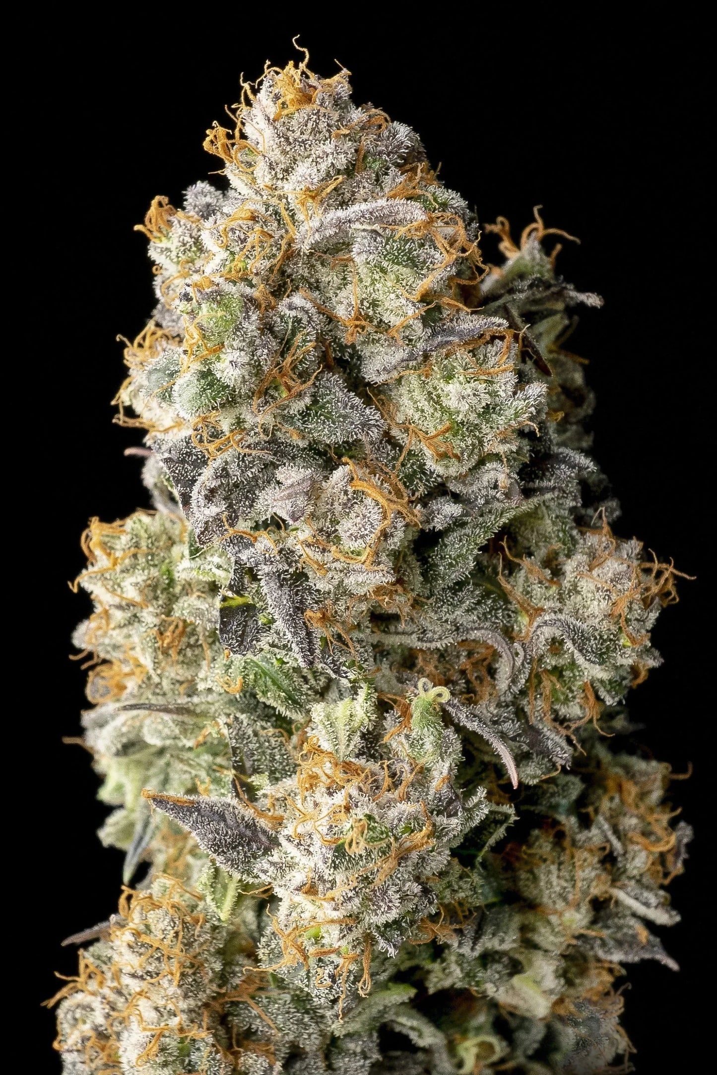 ACAI MINTZ - 3+1 Semillas Fem