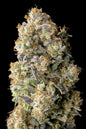 ACAI MINTZ - 3+1 Semillas Fem