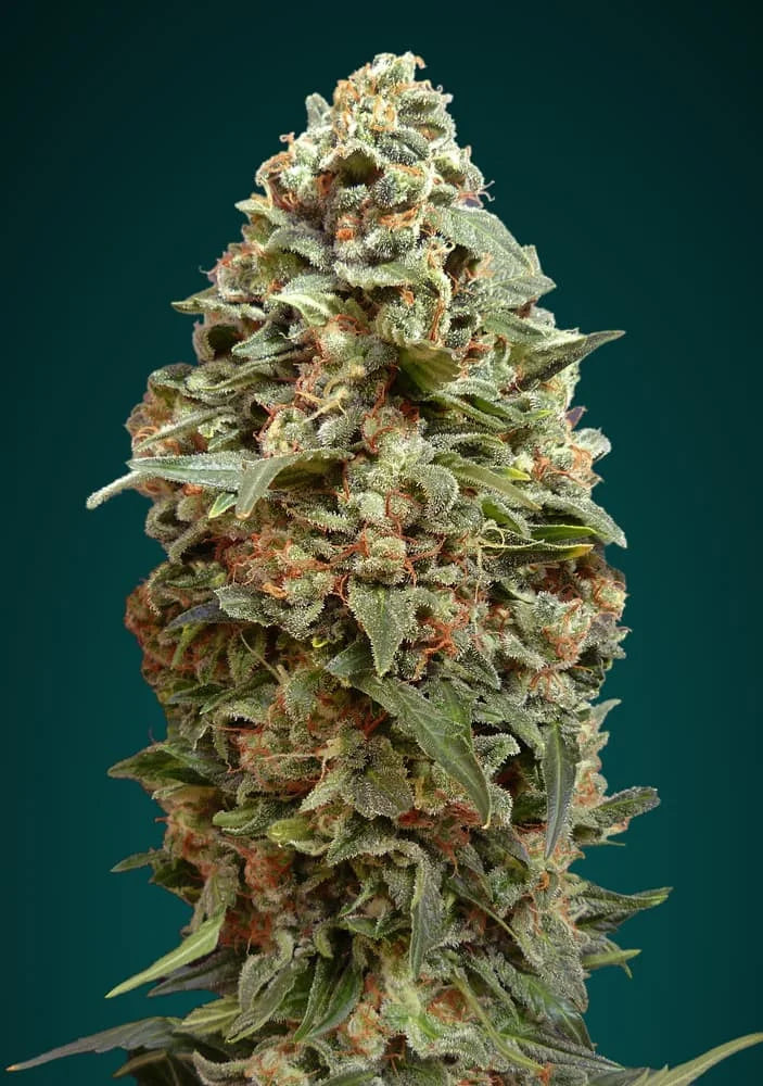AFGHAN SKUNK