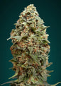 AFGHAN SKUNK