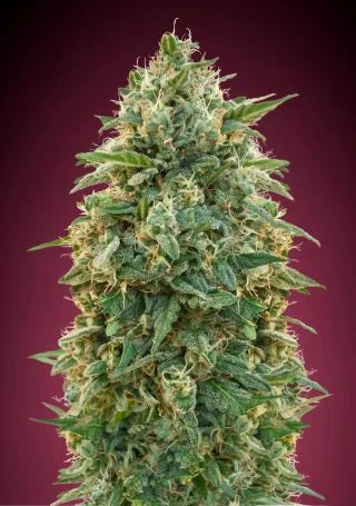 AMNESIA