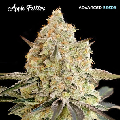 APPLE FRITTER - 3+1 Semilla Fem