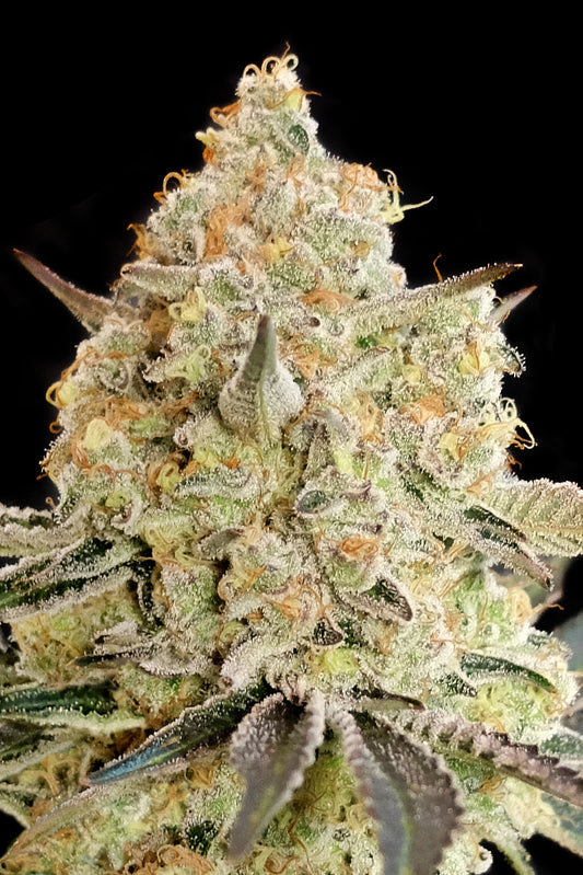 APPLE FRITTER - 3+1 Semilla Fem