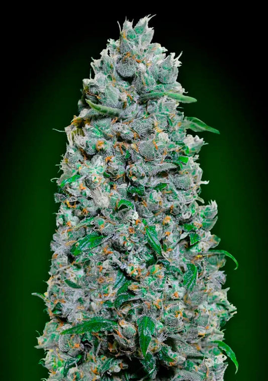 AUTO AFGHAN  MASS XXL - 3 Semillas Fem