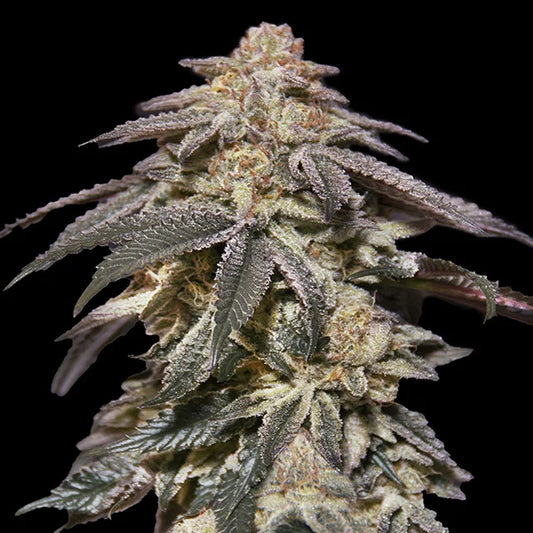 AUTO APPLE BANANAS - 3 Semillas Fem