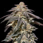 AUTO APPLE BANANAS - 3 Semillas Fem