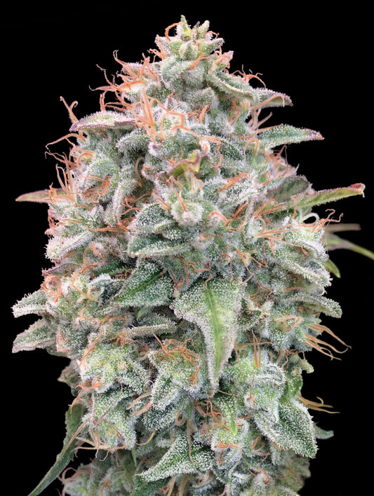 AUTO BANANA COOKIES - 3+1 Semillas Fem