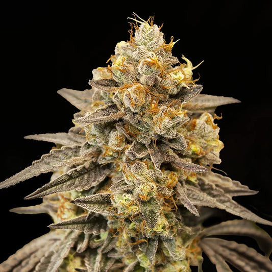 AUTO BISCOTTI ZKITTLEZ - 3 Semillas Fem