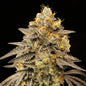 AUTO BISCOTTI ZKITTLEZ - 3 Semillas Fem