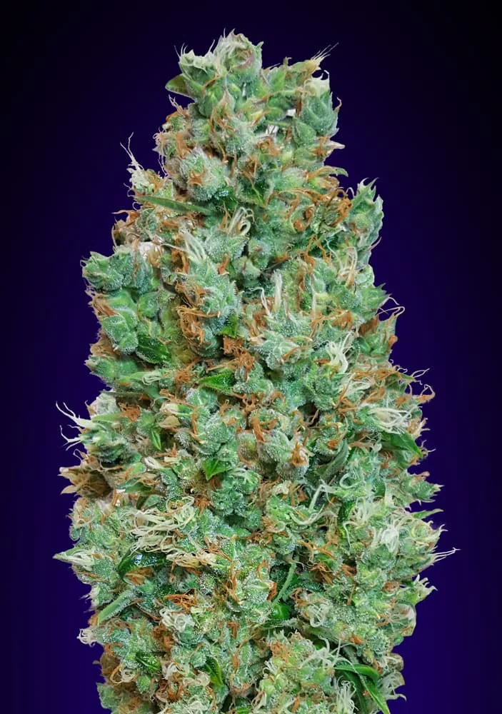 AUTO BLUEBERRY - 3 Semillas Fem