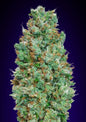AUTO BLUEBERRY - 3 Semillas Fem