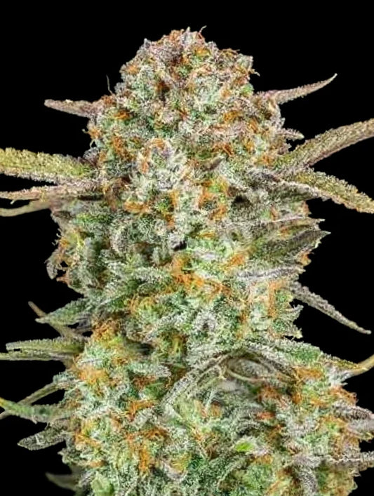 AUTO BRUCE BANNER XXL - 3+1 Semillas Fem