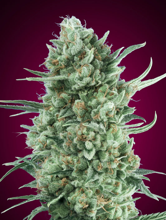 AUTO BUBBLE GUM XXL - 3 Semillas Fem