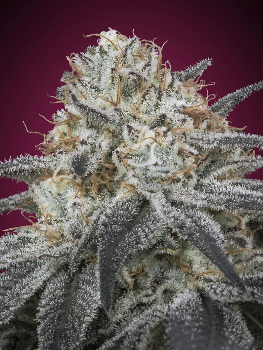 AUTO SLURRICANE - 3+1 Semillas Fem