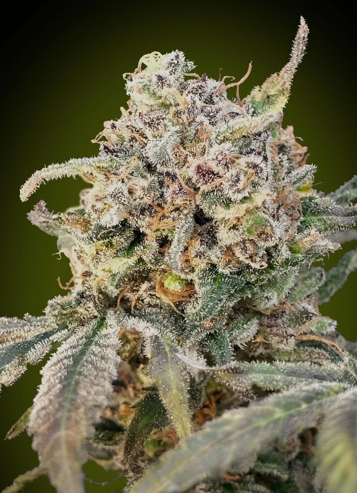AUTO SOMANGO GLUE - 3+1 Semillas Fem