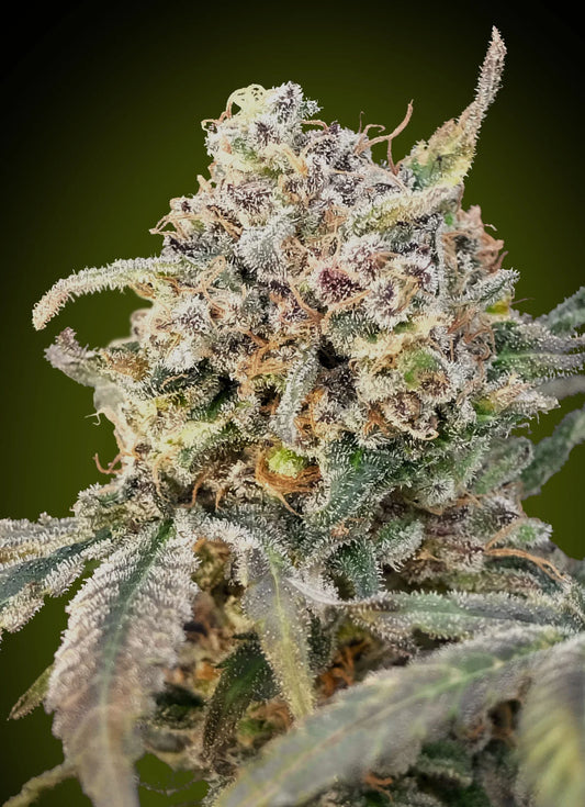 AUTO SOMANGO GLUE - 3+1 Semillas Fem