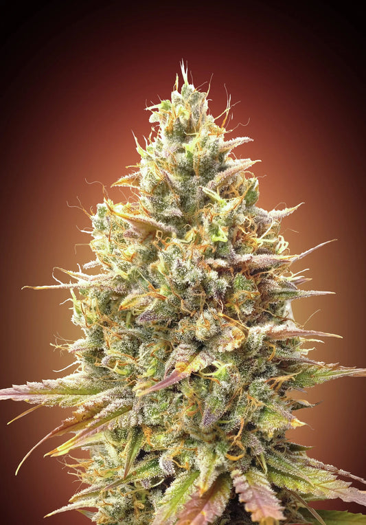 AUTO STRAWBERRY BANANA - 3+1 Semillas Fem