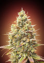 AUTO STRAWBERRY BANANA - 3+1 Semillas Fem