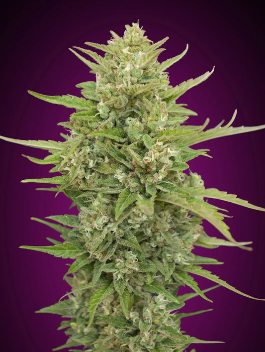 AUTO SUPER SKUNK - 3 Semillas Fem