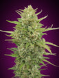 AUTO SUPER SKUNK - 3 Semillas Fem