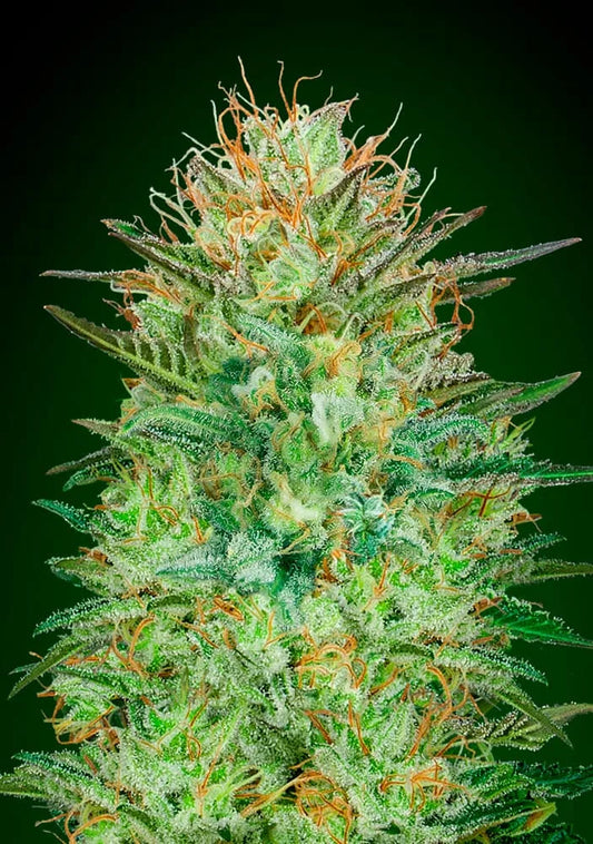 AUTO SWEET CRITICAL - 3 Semillas Fem