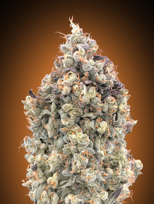 AUTO WATERMELON OG - 3+1 Semillas Fem