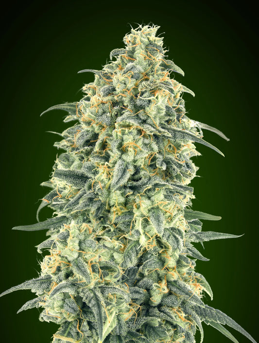 AUTO WHITE WIDOW XXL - 3 Semillas Fem
