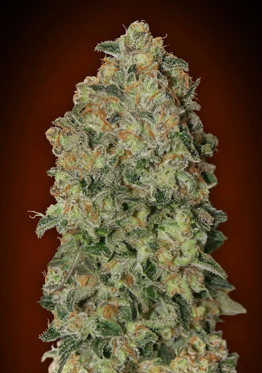 AUTO CHOCOLATE SKUNK - 3 Semillas Fem