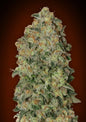 AUTO CHOCOLATE SKUNK - 3 Semillas Fem