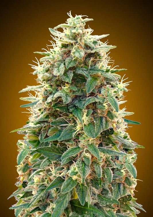 AUTO 00 CHEESE - 3 Semillas Fem