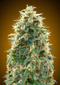 AUTO 00 CHEESE - 3 Semillas Fem