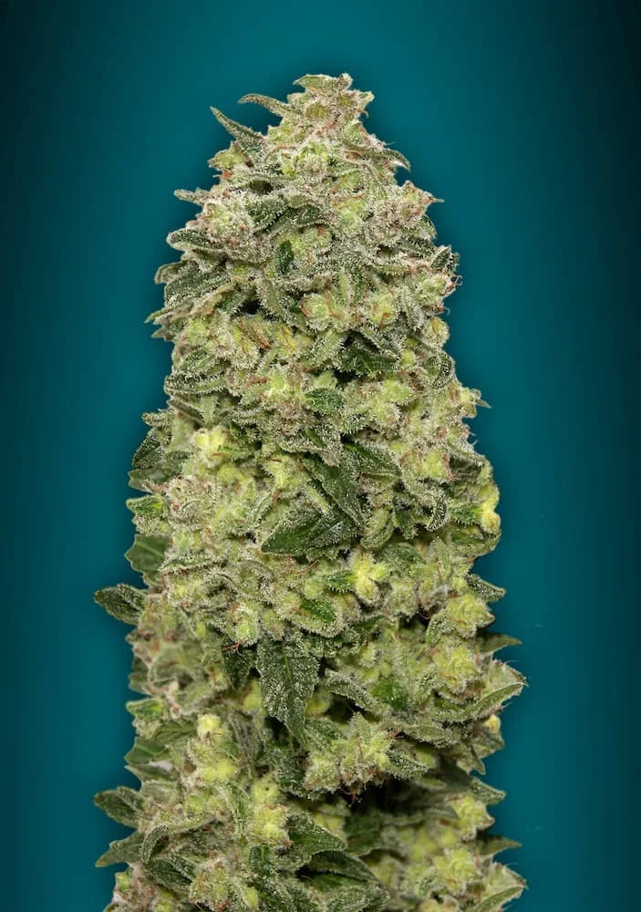 AUTO AFGHAN SKUNK - 3+1 Semillas Fem