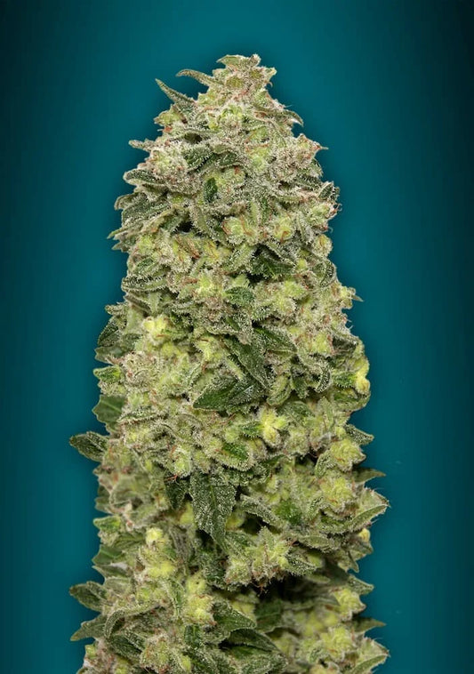 AUTO AFGHAN SKUNK - 3+1 Semillas Fem