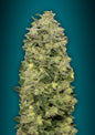 AUTO AFGHAN SKUNK - 3+1 Semillas Fem