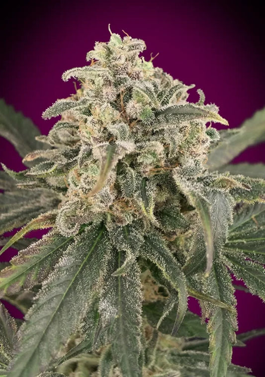 AUTO AMNESIA XXL - 3+1 Semillas Fem
