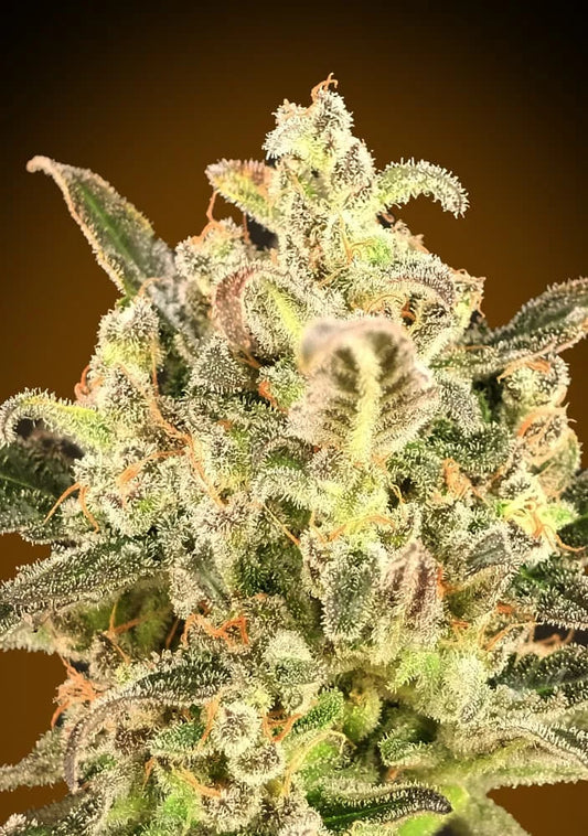 AUTO BIODIESEL MASS XXL - 3+1 Semillas Fem