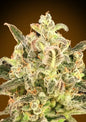 AUTO BIODIESEL MASS XXL - 3+1 Semillas Fem