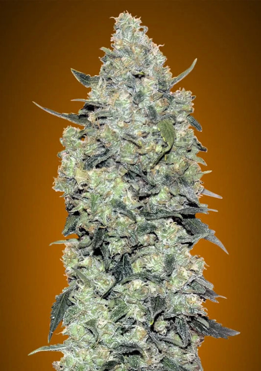AUTO CRITICAL MASS - 3+1 Semillas Fem