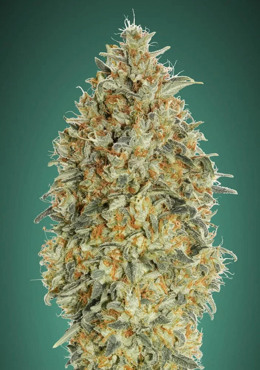AUTO GORILLA BLUE - 3+1 Semillas Fem