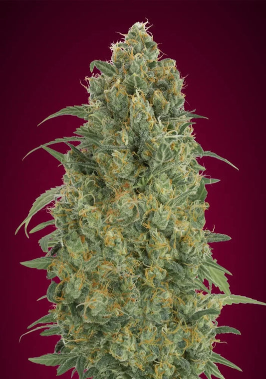 AUTO STRAWBERRY GUM - 3+1 Semillas Fem