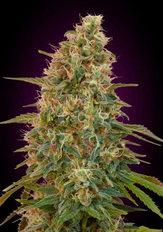 AUTO ZKITTLEZ - 3+1 Semillas Fem
