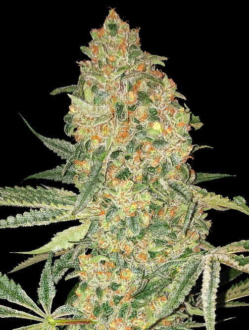 BRUCE BANNER