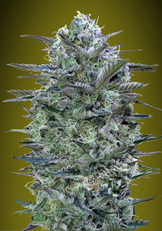 CRITICAL LEMON - 3+1 Semillas Fem
